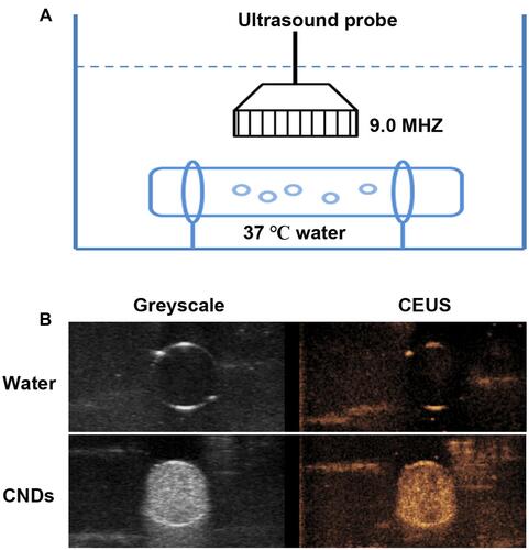 Figure 4 In vitro ultrasound enhancement imaging ability of CNDs. (A) Schematic illustration of the experimental setup. (B) Contrast-Enhanced Ultrasound imaging ability (CEUS) of CNDs and water (negative control).