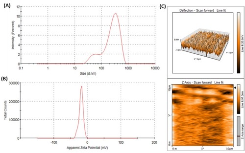 Figure 4 (A) Hydrodynamic particle size and (B) average zeta potential, and (C) Atomic force microscopy (AFM) of rGOD-HNP.