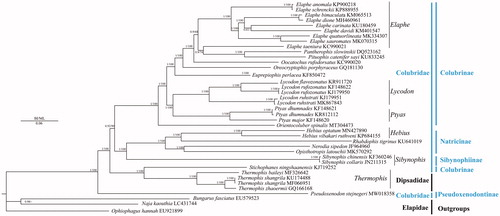 Figure 1. Phylogenetic tree of the relationships among 34 species of Colubridae including Pseudoxenodon stejnegeri in this study and three outgroups (Bungarus fasciatus, Naja kaouthia, Ophiophagus Hannah) (Singchat et al. Citation2019), were based on the nucleotide dataset of the 13 mitochondrial protein-coding genes. Numbers around the nodes are the posterior probabilities of BI (left) and the bootstrap values of ML (right). The GenBank numbers of all species are shown in the figure.