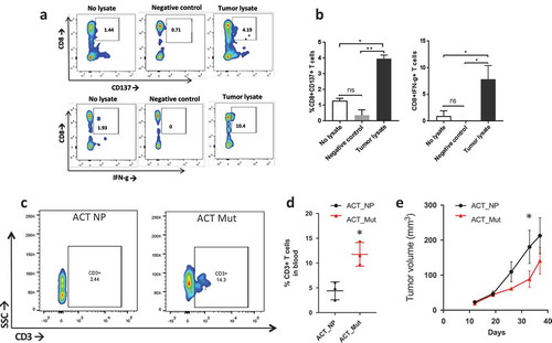 Figure 5. T cell response to neoantigens in vivo. a) Flow plot of CD137+/CD8+ T cells (top) and IFNγ+/CD8 + T cells (bottom) after coculturing patient’s T cells with tumor lysate from P0 (right side), no lysate (left side) or P0 tumor lysate incubated with HLA-A2+ healthy donor’s PBMCs (Negative control). b) Barplot showing the percentage of CD137+/CD8+ T cells (left) and IFN©+/CD8 + T cells (right) stimulated by tumor lysate (*, p < 0.05; **, p < 0.01, ANOVA with Tukey post-hoc correction). c) Flow plot showing CD3 + T cells in the blood two weeks after ACT with peptide naïve T cells (ACT NP) or T cells stimulated with a cocktail of mutated peptides (ACT Mut). d) Quantification of the CD3 + T cells in the blood two weeks post ACT. *, p < 0.05 (Student’s t-test). e) Growth curve of subcutaneous tumors in mice that received ACT using T cells primed with neoantigens (red line, ACT NP) or no peptide (black line, ACT Mut). (*, p < 0.05; ANOVA with Tukey post-hoc correction).