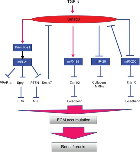 Figure 1 Mechanisms of TGF-β-regulated miRNAs in renal fibrosis.