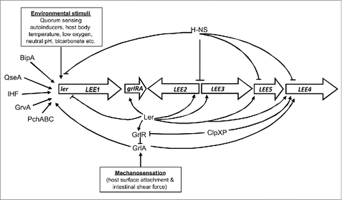 Figure 1. Activation of locus of enterocyte effacement (LEE) genes in enterohemorrhagic E. coli O157:H7. Outside the host, LEE genes are silenced by the global repressor H-NS. Once inside the host, different environmental stimuli and transcription factors partially activate LEE genes through induction of Ler expression (Ler antagonizes H-NS repression). Mechanosensation causes complete activation of LEE genes through the full induction of Ler in a GrlA - dependent manner. Transcriptional activators and repressors are shown by pointed and blunt arrows, respectively. Figure adapted from Kendall et al.Citation28