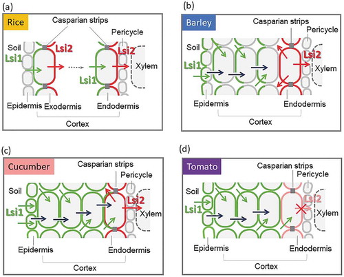 Figure 2. Schematic presentation of Si uptake system in different plant species. (a) Active Si uptake system in rice. Si uptake is cooperatively mediated by Lsi1 and Lsi2, which are polarly localized at the distal and proximal side, respectively, of both exodermis and endodermis. (b) Active Si uptake system in other Si-accumulating species. Si uptake in these species such as barley is also cooperatively mediated by Lsi1 and Lsi2, but localized at different cell layers. HvLsi1 shows polar localization at the distal side, but HvLsi2 does not. (c) Passive uptake system. Si uptake in these plant species such as cucumber, is mediated by CsLsi1 expressed at all cell layers without polarity, and CsLsi2 at the endodermis without polarity. (d) Rejective uptake system. This system is employed by low Si-accumulator such as tomato, which has functional Lsi1, but lacks Lsi2. Arrows with different colors indicate transport processes mediated by different transporters, apoplastic flow, and symplastic flow of Si. See the main text for more details