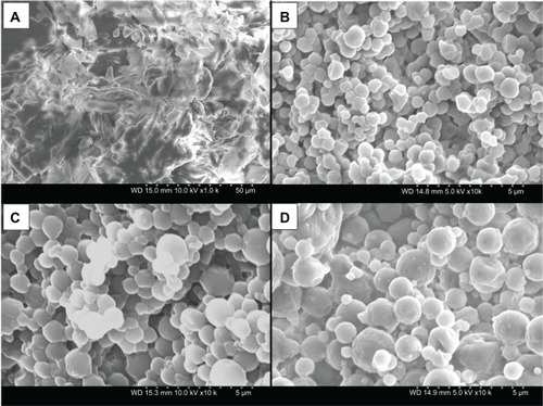Figure 2 (A–D) Scanning electron micrographs of raw dipalmitoylphosphatidylcholine (DPPC) and spray-dried 100 DPPC particles at three pump rates. (A) Raw DPPC, magnification 1000×; (B) DPPC particles at 10% (low P) pump rate, magnification 10,000×; (C) DPPC particles at 50% (medium P) pump rate, magnification 10,000×; (D) DPPC particles at 100% (high P) pump rate, magnification 10,000×.