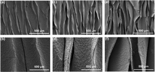 Figure 6. The SEM image of the wrinkle-structured MXene film with different pre-stretching ratio. (a-b) 50%, (c-d) 100%, (e-f) 200%.