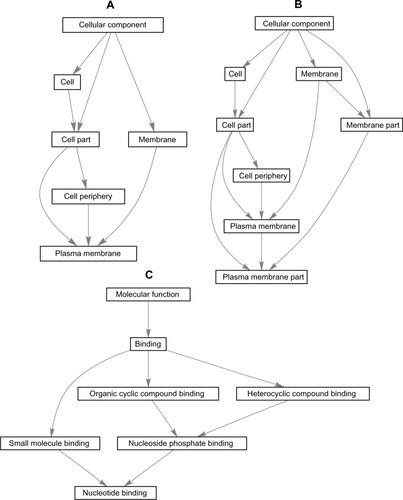 Figure 4 “Induced” graphs of the enriched GO categories for GO:0005886 (A), GO:0044459GO (B), and GO:0000166 (C) terms with highest counts of DEGs in samples from AIDS patients with and without HIVE-induced dementia.