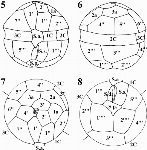 Figs 5–8. Schematic drawings of the thecal plate pattern of Protoperidinium vorax sp. nov. Fig. 5. Ventral view. Fig. 6. Dorsal view. Fig. 7. Epitheca, apical view. Fig. 8. Hypotheca, antapical view. Abbreviations: Po: pore plate; X: X platelet; 1′ to 4′: apical plates; 1′′ to 7′′: precingular plates; 1a to 3a: intercalary plates; 1C to 3C: cingular plates; S.a.: sulcal anterior plate; S.d.: sulcal right plate; S.m.: sulcal median plate; S.s.: sulcal left plate; S.p.: sulcal posterior plate; 1′′′ to 5′′′: postcingular plates; 1′′′′ and 2′′′′: antapical plates.