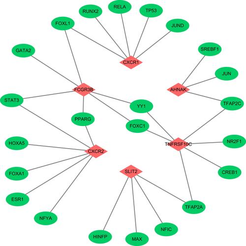 Figure 6 The regulatory network of transcription factors and hub genes.