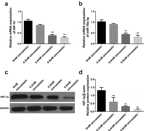 Figure 2. Effects of different concentrations of simvastatin on miR-19a-3p/HIF-1α in KG-1. Different concentrations of simvastatin were added to intervene KG-1 for 24 hours. (a–b) HIF-1α and miR-19a-3p mRNA levels were determined through qRT-PCR. (c–d) HIF-1α protein level was identified by WB