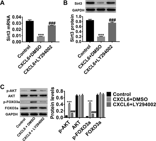 Figure 5. CXCL6-regulated IRI-induced HBMECpermeability and apoptosis may modulate Sirt3 expression AKT/FOXO3a activation. Groups of HBMECs were treated with medium, 10 ng/ml of CXCL6 recombinant proteins+DMSO, or 10 ng/ml of CXCL6 recombinant proteins+10 µM of LY294002 (an AKT inhibitor). (a and b) Sirt3 mRNA and protein expression levels were determined. (c) AKT and FOXO3a expressions and phosphorylation were evaluated. The results are expressed as mean ± SD with three repeated experiments.***P < .001 compared with control, ###P < .001 compared with CXCL6+ DMSO