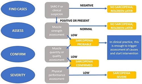 Figure 1. EWGSOP algorithm for case-finding, making a diagnosis and quantifying severity in clinical practice. Image adapted from Cruz-Jentoft et al.Citation13