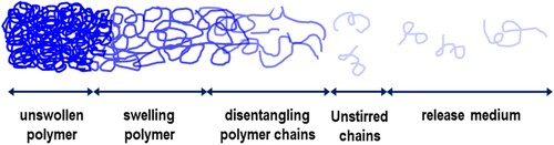 Figure 9. Polymer dissolution process from a molecular scale.