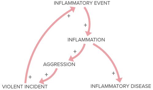 Figure 1 Model of proposed theory of inflammatory aggression and violence. Outlines relationships between Inflammatory Events, the chronic Inflammation the event incites, then the different manifestations of Inflammatory Disease and Aggression leading to Violent Incidents, which in turn produce their own Inflammatory Events. + = increase in effect or likelihood of the following stage. Length of connecting lines are not set to any scale and are intended to approximate relative time between stages.