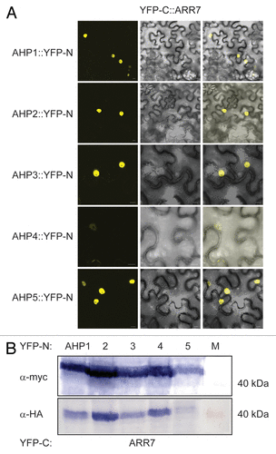 Figure 6. ARR7 interacts with a set of AHP proteins in a Bimolecular Fluorescence Complementation Assay (BiFC). (A) Confocal images of epidermal tobacco leaf cells (Nicotiana benthamiana) co-expressing the indicated YFP-N and YFP-C fusion proteins. The left panels show the fluorescence signal, the middle panels the bright field images of identical cells and the right panels the overlay of both. YFP-N, N-terminal YFP fragment fused to the different AHP proteins; YFP-C, C-terminal YFP fragment fused to the ARR7 protein. The bars represent 10 μm. (B) Western-blot analysis using crude extracts from transiently transformed tobacco cells co-expressing the indicated AHP::YFP-N (AHP1 to 5) and YFP-C::ARR7 fusion proteins. The AHP::YFP-N (upper panel) and the YFP-C::ARR7 (lower panel) fusions were detected with a c-myc- and HA-specific antibody respectively. M, protein marker.