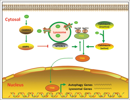 Figure 1. Regulation of TFEB activity by intracellular calcium signaling. Extra- and intracellular stimuli induce elevation of cytoplasmic Ca2+ levels by releasing Ca2+ from the lysosome. Elevated cytosol Ca2+ can suppress MTORC1-dependent pathways, and (or) activate calcineurin-dependent pathways, subsequently inducing dephosphorylation of TFEB, and resulting in the activation of autophagy.