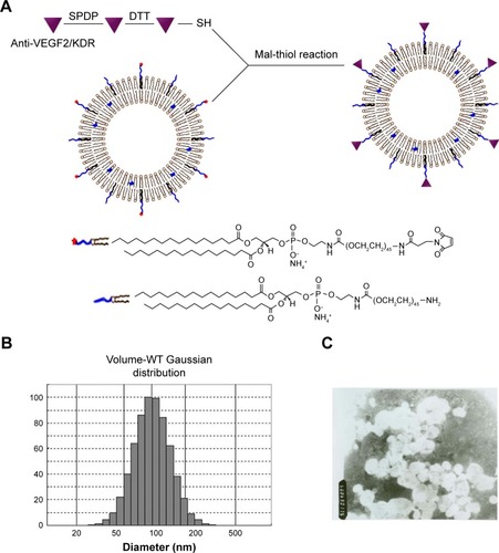 Figure 1 Preparation of liposomes coupled with anti-VEGF2. (A) Schematic illustration of the coupling of anti-VEGF2 to liposomes via maleimide-thiol reaction. (B) Particle size distribution of liposomes with anti-VEGF2. (C) TEM examination revealed a uniform spherical shape for the liposomes coupled with anti-VEGF2 (magnification ×5,000).Abbreviations: Diam, diameter; Mal, maleimide; SPDP, N-succinimidyl-3-(2-pyridyldithio)propionate; TEM, transmission electron microscopy; VEGF2, vascular endothelial growth factor 2; WT, wild type.