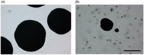 Figure 5. Effect of compound 30 on the size of C. neoformans colonies. Phase-contrast microscopy images (4×) of yeast colonies grown at 37 °C for 120 h in aerobic conditions on YNB agar plates supplemented with (A) 3% DMSO solvent alone, (B) 3 mM compound 30. Bar: 500 µm.