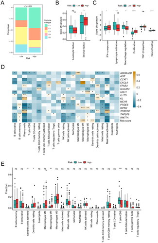 Figure 5. Association between the inflammation-related gene signature and immune characteristics. (A) Composition of C1–C6 immune subtypes in the low-risk (n = 67) and high-risk (n = 83) groups in the TCGA cohort. (B) Comparison of leukocyte fraction and stromal fraction between the low-risk (n = 89) and high-risk (n = 87) groups in the TCGA cohort. (C) Comparison of immune subtype-related signatures between the low-risk (n = 67) and high-risk (n = 83) groups in the TCGA cohort. (D) Correlation analysis between the 15 characteristic genes, risk score and the 22 immune cell subpopulations estimated by CIBERSORT. (E) The relative proportions of 22 immune cell subpopulations estimated by CIBERSORT were compared between the low-risk (n = 89) and high-risk (n = 88) groups in the TCGA cohort. *P < 0.05; **P < 0.01; ***P < 0.001; ****P < 0.0001.