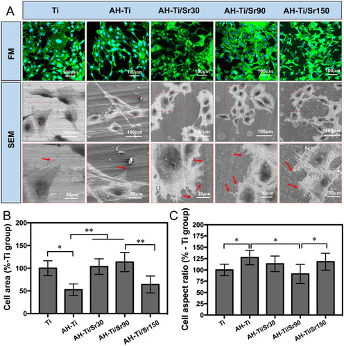 Figure 5 (A) Cell morphology of MC3T3-E1 on different samples observed by FM and SEM (n=6). (B) The statistical analysis of cell area, *P<0.05, **P<0.01. (C) The statistical analysis of cell aspect ratio, *P<0.05, **P<0.01.