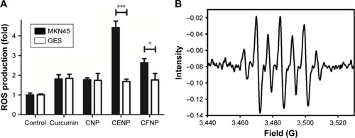 Figure 6 Analysis of (A) ROS in PDT treated with various nanoparticles and (B) 1O2 production determined by an EPR spin-trapping experiment with DMPO.Note: *p<0.05, ***p<0.001.Abbreviations: 1O2, singlet oxygen; CENP, curcumin-encapsulated and EGF-conjugated chitosan/TPP nanoparticles; CFNP, curcumin-encapsulated folate-conjugated chitosan/TPP nanoparticles; CNP, curcumin-encapsulated chitosan/TPP nanoparticles; DMPO, 5,5-dimethyl-pyrroline N-oxide; EGF, epidermal growth factor; EPR, electron paramagnetic resonance; GES, human gastric epithelial mucosa (non-cancer) cell line; MKN45, human gastric cancer cell line; PDT, photodynamic therapy; ROS, reactive oxygen species; TPP, tripolyphosphate.