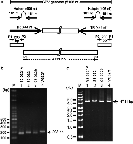 Figure 1.  1a: Strategy used for amplification of the complete genome of GPV. Primers P1, P2 and P3 are indicated by short horizontal arrows, and the PCR products (203 and 4711 bp) amplified are indicated by space bars. The ITRs (444 nucleotides (nt)) are shown by long arrows. The hairpin region (406 nt) is indicated by two inverted arrows connected by a loop. All numbering is consistent with the published sequence of the virulent B strain. 1b: PCR amplification using the primer pair P1 and P2. Lane M, size markers (100 bp ladder; PRO-tech, Taipei, Taiwan); lanes 1 to 4, amplification using DNA of 82-0321V, 82-0321, 06-0329 and VG32/1. 1c: PCR amplification using the primer P3. Lane M, size markers (1 kb ladder; PRO-tech); lanes 1 to 4, amplification using DNA of 82-0321V, 82-0321, 06-0329 and VG32/1.