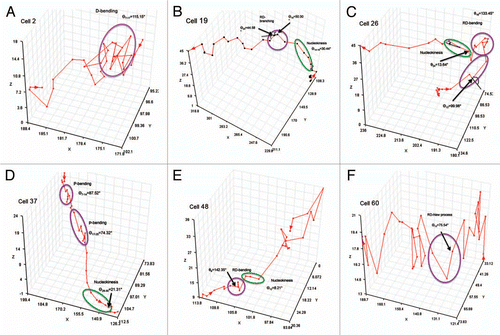 Figure 8 Examples of individual cells exhibiting multiple turning behaviors. X, Y and Z axis show the coordinates imported to Graphis. (A) A neuroblast changing direction through multiple D-bending of the leading process (purple ellipse). The value of the average turning angle for the time points (ϑ7–17) in which we observed this pattern is 115°. The cell's trajectory is indicated by the arrowheads. (B) A neuroblast undergoing nucleokinesis (green ellipse) followed by a direction reversal via branching (purple ellipse). Arrows point to two consecutive turning steps to achieve an orthogonal turning (coordinate xk-1 for the calculation of ϑ19 and ϑ20 respectively). This is an illustrative example of the close correspondence between branch geometry (91° ≈ 90°) and the overall turning angle (50° + 45° = 95° ≈ 90°). (C) A neuroblast reversing direction via D-bending (purple ellipses) followed by nucleokinesis (green ellipse). Direction reversal occurred through two main turning steps whose values are 100° (ϑ12) and 133° (ϑ16). Arrows point to the xk (nucleokinesis, ϑ24) and xk-1 (reversing direction via D-bending, ϑ12) coordinate for the calculation of the turning angle. The initial point in the cell's trajectory is in the center. (D) A neuroblast undergoing nucleokinesis (green ellipse) and two iterated P-bendings (purple ellipses). The values of the average turning angle for the time points (ϑk-kn) in which we observed these patterns have been indicated. Arrow points to the xk coordinate for the calculation of the turning angle ϑ28. (E) A neuroblast undergoing direction reversal via D-bending (purple ellipse) followed by nucleokinesis (green ellipse). The values of the turning angle associated with these patterns have been indicated. Arrow points to the xk coordinate for the calculation of the turning angle ϑ9. (F) A neuroblast undergoing direction reversal via new process formation from the soma at the opposite pole of the leading process (purple ellipse). Arrow points to the xk coordinate for the calculation of the turning angle ϑ13.