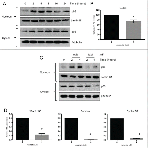 Figure 3. TrxR1 inhibition overcomes hypoxia-induced bortezomib resistance by inhibiting NF-кβ signaling pathway. (A) U266 cells were cultured under hypoxia (1% O2) for indicated time periods. NF-κβ subunit p65 protein levels were analyzed by western blot analysis. (B) U266 cells were cultured under hypoxia for 24 hours and subsequently treated with auranofin (4 μM) for 4 hours, and cell proliferation was analyzed. (C) U266 cells were cultured under hypoxia for 0, 2, and 4 hours with or without auranofin (4 μM) treatment. NF-кβ subunit p65 protein levels were analyzed by western blot analysis. Lamin B1 (nuclear fraction) and β-tubulin (cytosolic fraction) were used as loading controls. Western blots are the representative of 3 independent experiments. (D) Hypoxic U266 cells were treated with 4 μM AF for 4 hours under hypoxia (1% O2). Expression of indicated NF-κβ-regulated genes was analyzed by RT-qPCR and normalized against L32. Values indicate mean ± SEM (n = 3). Unpaired student t test was employed. *, P < 0.05.