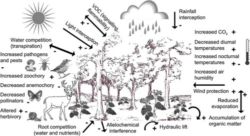 Figure 1. Understorey plant life involves coping with a wide range of environmental changes. While some environmental conditions are clearly beneficial for understorey plants (e.g. increased organic matter in the soil, wind protection, increased seed dispersal by animals) others are disadvantageous (e.g. root competition for water and nutrients, increased phytophagous fungi and pests, decreased number of pollinators) as indicated in the figure by plus and minus symbols, respectively. At least four environmental factors can have either negative or positive effect on recruitment of plant individuals: reduced irradiance (positive under photoinhibitory conditions, negative when light interception by the canopy severely limits understorey photosynthesis), herbivory (positive when the canopy acts as a barrier for herbivores, negative when more herbivores are found in the shade), volatile organic compounds (VOCs, positive when attracting pests’ enemies, negative when increasing flammability), and increased nocturnal temperatures (positive when cold snaps are attenuated, negative when respiration and thus carbon loss is enhanced).