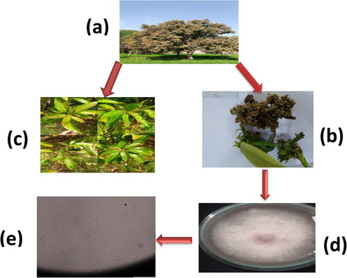 Figure 4. (a) Mango tree bearing mango malformation disease, (b) Vegetative malformation, (c) Floral malformation, (d) Isolated Fusarium culture, (e) Isolated culture under microscopic study showing microspores and macrospores of F. mangiferae.