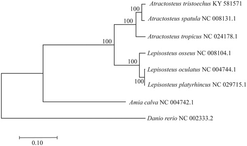 Figure 1. Full mtDNA maximum likelihood phylogenetic tree of six of the seven extant lepisosteids, obtained using the GTR + G substitution model. Values on nodes are bootstrap values (after 1000 replicates).