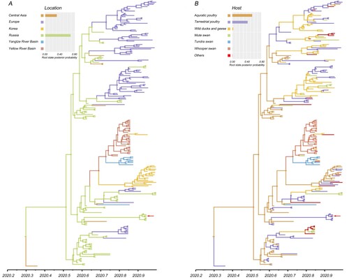 Figure 2. Maximum clade credibility (MCC) time-scaled phylogenetic tree of HA sequences of sub-clade 2.3.4.4b2 H5 virus coloured by geographic location (A), and host type (B). The branches are coloured according to the most probable ancestral geographic location, and host type. The Russian human strain is denoted by red arrows. The root state posterior probabilities are shown in each inset panel.