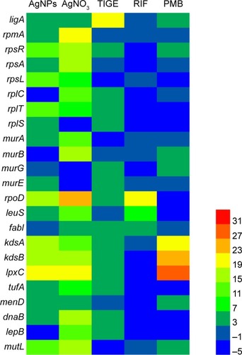 Figure 7 Heat map analysis of sensitivity to AgNPs and AgNO3 in gene-silenced Escherichia coli strains relative to the control E. coli DH5α/pHN678 strain.Notes: Each unit represents the difference in inhibition rate between a single antisense RNA-induced gene silencing and the control E. coli DH5α/pHN678 strain. Red units represent the most sensitive strains for compounds, and blue represents strains that grow similarly to the control E. coli DH5α/pHN678 strain.Abbreviations: AgNPs, silver nanoparticles; TIGE, tigecycline; RIF, rifampicin; PMB, polymyxin B.