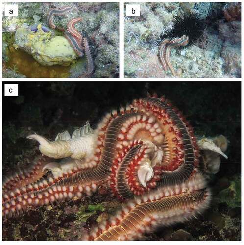 Figure 5. (a) Hermodice carunculata eating a dead Aplysia specimen; (b) H. carunculata eating a dead sea urchin; (c) H. carunculata eating a piece of chicken used as bait. Credits: Andrea Toso (a, b) and Michele Solca (c).