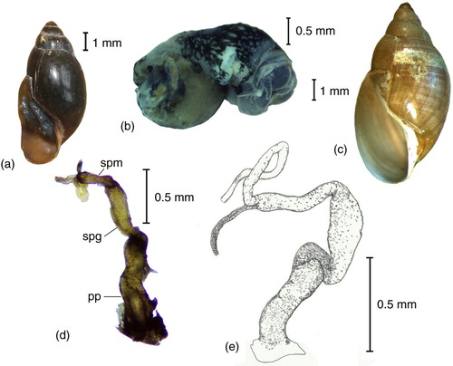 Fig. 2  (a) An intact specimen of Sibirenauta from Wrangel Island. (b) Soft body of a snail withdrawn from its shell. (c) Shell of the lectotype of S. sibiricus. (d)–(e) The copulatory organ of Sibirenauta from Wrangel Island (photographs and drawing). The following terms are abbreviated: preputium (pp); glandular portion of penis sheath (spg); muscular portion of penis sheath (spm).