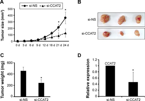 Figure 4 Suppressing CCAT2 expression inhibits tumorigenesis in vivo.