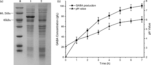 Figure 2. SDS-PAGE analysis of GAD overexpression and GABA production in recombinant E. coli by whole-cell bioconversion. (a) SDS-PAGE analysis of the expression of L. lactis FJNUGA01 GAD in E. coli. M, molecular weight markers; Lane 1, supernatant of the cell lysate from recombinant E. coli BL21 with the plasmid of pET-28a-llgadB; Lane 2, supernatant of the cell lysate from E. coli BL21 with the plasmid of pET-28a. (b) Time profiles of GABA production (square) and pH curve (triangle) of whole-cell bioconversion using 1 mol L−1 L-Glu solution as the substrate.