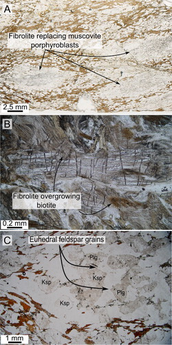 Figure 4 Plane polarised light petrographic images of the Greenland Group in the Jackson River valley (additional images can be seen in Mortimer et al. Citation2013). A, Spotted pelitic schist with fibrolite replacing muscovite porphyroblasts. Note the alignment in muscovite spots. B, Fibrolite overgrowing biotite in a pelitic gneiss. C, A small leucosome patch composed of K–feldspar (Ksp), euhedral plagioclase (Plg) and quartz in a pelitic gneiss.