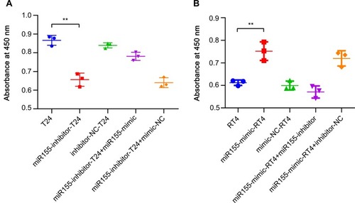 Figure 1 MiR-155 sustains the proliferation rates of T24 cells and promotes the proliferation rates of RT4 cells assessed by CCK-8 assay.Notes: T24 group represents T24 cells; miR155-inhibitor-T24 group represents T24 cells transfected with miR-155 inhibitors; inhibitor-NC-T24 group represents T24 cells transfected with miR-155 inhibitor-NCs; miR155-inhibitor-T24+miR155-mimic group represents T24 cells transfected by miR155-inhibitors and followed by miR155-mimics transfection; miR155-inhibitor-T24+mimic-NC group represents T24 cells transfected by miR-155-inhibitors and followed by miR155-mimic-NCs transfection. The RT4 group represents RT4 cells; miR155-mimic-RT4 group represents RT4 cells transfected by miR155-mimics; mimic-NC-RT4 group represents RT4 cells transfected by miR155-mimic-NCs; miR155-mimic-RT4+miR155-inhibitor group represents RT4 cells transfected by miR-155-mimics and followed by miR-155 inhibitor transfection; miR155-mimic-RT4+inhibitor-NC group represents RT4 cells transfected with miR-155-mimics and followed by miR-155 inhibitor-NCs transfection. Cells in the miR155-inhibitor-T24 group showed a lower proliferation rate compared to the original T24 group (A). Cells in the miR155-mimic-RT4 group showed a higher proliferation rate compared to the original RT4 group (B). ** p < 0.001.Abbreviation: CCK-8, Cell counting kit-8.