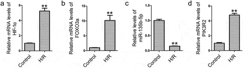 Figure 1. The effect of H/R exposure on HIF-1α, FOXO3a, miR-135b-5p, and PIK3R2 levels. (a) After exposure to hypoxia (2% O2 for 8 h) and reoxygenation (20% O2 for 16 h), HIF-1α levels in HTR8/SVneo cells were determined by real-time PCR (internal control: GAPDH). (b) Real-time PCR analysis of FOXO3a (internal control: GAPDH). (c) Real-time PCR analysis of miR-135b-5p (internal control: U6). (d) Real-time PCR analysis of PIK3R2 (internal control: GAPDH). **P < 0.01 vs. Control group.