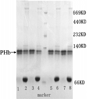 Figure 8 Native-PAGE pattern of purified PHb and hemolysate Band 1, 3, 5, 7, purified PHb. Band 2, 4, 6, 8, hemolysate.