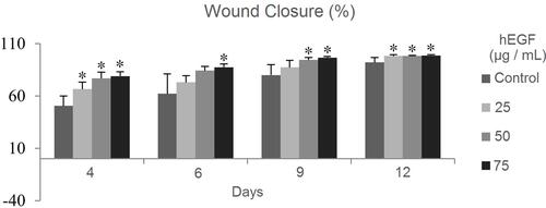 Figure 4 Percentage of wound closure in all test groups was measured based on the area of the wound using ImageJ software (n = 5).