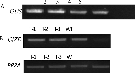 Figure 5. GUS gene detection and ClZE expression evaluation in WT and transgenic Arabidopsis.
