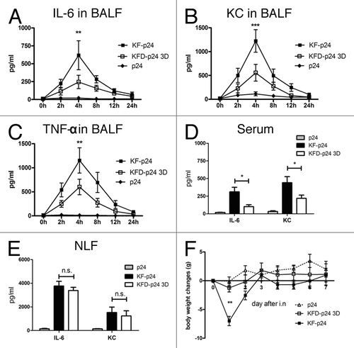 Figure 4. KFD-p24 3D induced a lowered systemic inflammatory response after intra-nasal administration. Control protein p24 (10μg) or recombinant flagellin with PBS (10 μl) was administrated intranasally to BALB/c mice. Time- course of (A) IL-6, (B) KC and (C) TNF-α in BALFs after administration. IL-6 and KC in serum (D) and nose lavage fluid (E) 4 h after administration. (F) Body mass changes after administration. Data are presented as the means ± SEM from one experiment that was repeated three times (n = 6 per group).