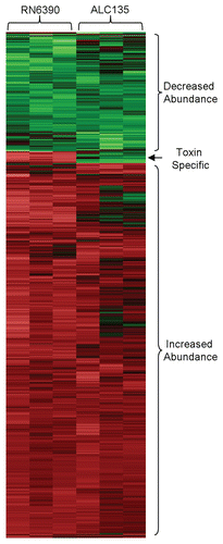 Figure 2 Hierarchial clustering of transcripts produced by HCEC in response to S. aureus RN6390 and the agr−/sar− mutant ALC135. Each column within the graphs represents a single sample, and each row represents a given probe set. The probe sets, shown here, were screened for present detection calls in at least one group with t-test p values ≤0.05. These probe set were further screened for significant differences between treatment groups using an ANOVA analysis with p-value ≤0.01. The intensities of probe sets were considered significantly different between groups if fold-difference ≥2 and t-test p value ≤0.05. Signal values for all probe sets are log2 transformed and normalized by global scaling. Green represents probe set with lower-than-mean levels of transcript, black represent transcripts with mean levels, and red represent higher-than-mean levels of transcript.