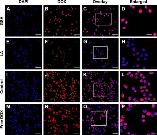 Figure 3 CLSM images of HepG2 cultured with Lac-PDS/DOX@CeONRs in the presence of 10 mM GSH for 4 h (A–D); HepG2 cultured with Lac-PDS/DOX@CeONRs for 4 h preincubated with LA for 4 h (E–H); HepG2 cultured with Lac-PDS/DOX@CeONRs as control (I–L) for 4 h; HepG2 cultured with free DOX (M–P). The DOX concentration is 5.0 μM. The nuclei were stained with DAPI; images were taken from DAPI channel (A, E, I, M), DOX channel (B, F, J, N), and the overlapped images (C, G, K, O). Scale bar: 50 μm (A–C, E–G, I–K, and M–O); the enlarged view of the marked area (D, H, L, P). Scale bar: 20 μm (D, H, L, and P).Abbreviations: CLSM, confocal laser scanning microscopy; PDS, dithio-polydopamine; DOX, doxorubicin hydrochloride; CeONR, CeO2 nanorod; GSH, glutathione; LA, lactobionic acid; DAPI, 4′,6-diamidino-2-phenylindole.