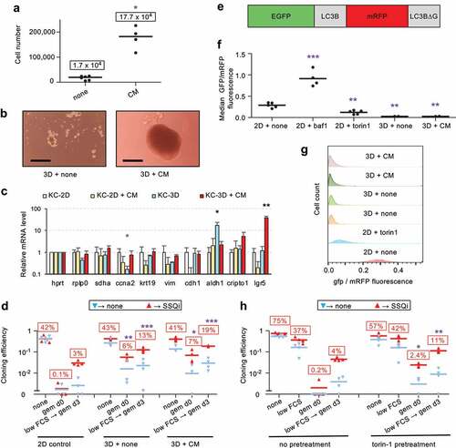 Figure 2. SSQ induction in KC-DT66066 cells is enhanced by 3D cell preculture or pretreatment with pharmacological inhibitors of mTOR in 2D cell cultures. a) Growth of cells seeded at 104 cells per well in cell-repellent surface 12-well plate and cultured for 10 days in regular growth medium supplemented with none (none) and 50% conditioned medium (CM) from senescent mouse embryo fibroblasts cultures. The stars indicate the statistical significance of the differences with cells grown in regular growth medium. Labels indicate mean cell number. b) Representative pictures of cells grown for 7 days in cell-repellent surface plates in regular growth medium supplemented with none (3D + none) or CM (3D + CM). The scale bar indicates 0.25 mm. c) RT-qPCR analysis of mRNA species levels according to the indicated cell-culture conditions. Stars indicate statistical significance of differences with the KC-2D condition. 4 independent experiments were performed. d) Clonogenic assays to compare SSQ induction in cells from 3D or 2D cultures using the same cell dissociation method. Note that the relatively high frequency of cell clones in the clonogenic assays gem d0→ none and low FCS→ gem d3→ none resulted from the spontaneous reversion of cells in SSQ after gemcitabine selection when their frequency exceeded 10% of the seeded cells. e) Schematic representation of the fusion protein encoded by the reporter gene EGFP-LC3B-mRFP-LC3BΔg encoding the autophagy sensitive EGFP-LC3B and the autophagy resistant mRFP-LC3Δg fluorescent proteins. f) GFP to mRFP fluorescence ratio in EGFP-LC3B-mRFP-LC3BΔG transduced cells cultured in 2D with none, 100 nM bafilomycin A1 (baf1) or 200 nM Torin1 for 1 day or cultured in 3D with none (3d+none) or CM (3D+CM) for 7 days. Stars indicate the significance of the difference with untreated 2D-cultured (control) cells. g) Data from a representative flow cytometry experiment showing the distribution of the ratio of GFP to mRFP fluorescence in transduced cells cultured as indicated. h) Clonogenic assays to compare SSQ induction in cells pretreated at medium cell density in 2D-cultures with none or 200 nM Torin1 for 1 day (pretreatment) before cell passaging at low density. Labels indicate the percentage of seeded cells having formed a cell clone after SSQi supplementation. Stars indicate statistical significance of differences with 2D control in panel d and with untreated cells in panel h in clonogenic tests with SSQi supplementation.
