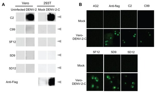 Figure 2 Identification of antigenic DENV-2 capsid protein. (A) Lysates of Vero cells infected with DENV-2 and 293T cells transfected with the DENV-2-C expression plasmid encoding Flag were used as antigens. Their reactivity against various antibodies was analyzed by Western blotting. Anti-Flag antibody was used as a positive control of capsid protein expression. Arrowheads showed 12 kDa. (B) Indirect immunofluorescence assay of monoclonal antibodies using Vero cells transfected with the DENV-2 capsid protein expression plasmid and fixed 48 hours following infection with 4% paraformaldehyde.