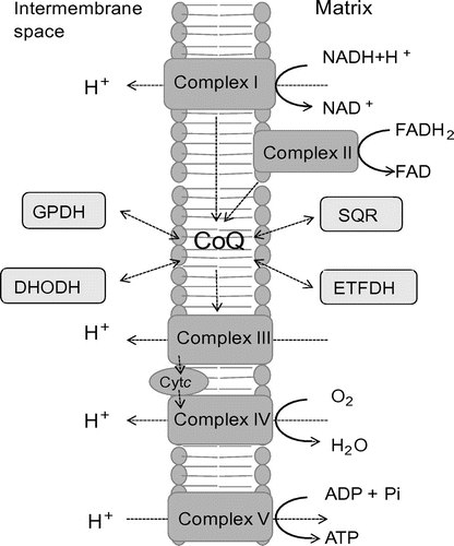 Fig. 1. The electron transfer system and enzymes involved in CoQ biosynthesis. Notes: The position of CoQ in the electron transfer system is shown. Complexes I and II transfer electrons to CoQ from NADH and FADH2, respectively. In yeast, NADH dehydrogenase replaces Complex I in the first reaction. Electrons are transferred to Complex III from CoQH2, a reduced form of CoQ, and then further transferred to Complex IV through cytochrome c (Cytc). Protons are transferred to the intermembrane space, and this proton gradient drives ATP production through Complex V. A number of different enzymes are coupled with CoQ in oxidation–reduction reactions: DHODH, dihydroorotate dehydrogenase; SQR, sulfide quinone reductase; ETFDH, electron transfer flavoprotein dehydrogenase; and GPDH, glycerol-3-phosphate dehydrogenase.