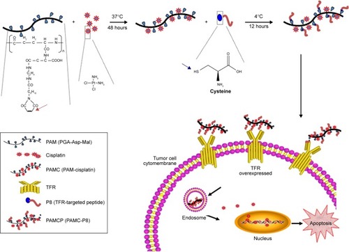 Scheme 1 Schematic illustration of cisplatin (CDDP)-loaded and TFR-targeted drug delivery systems constructed by the self-assembly method.Notes: Hydrophilic poly-γ-glutamic acid (γ-PGA)–aspartic acid (Asp)–maleimide (Mal) complex was loaded with hydrophobic CDDP to form PAMC. PAMC then conjugated with TFR-targeted peptide P8 to form a thioether bond between maleimide (indicated by red arrow) and sulfydryl group (indicated by black arrow) by a click reaction to form PAMCP. PAMCP could accomplish TFR-overexpressed cell targeting and the apoptosis of target cells.Abbreviations: PAMC, PGA-Asp-maleimide-cisplatin complex; PAMCP, PGA-Asp-maleimide-cisplatin-peptide complex; TFR, transferrin receptor.