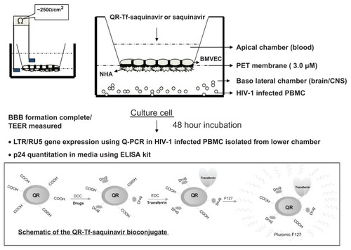 Figure 2 Schematic of the QR-Tf-saquinavir bioconjugate and the transversing potential of the QR-Tf-saquinavir nanoformulation across an in vitro BBB.Copyright © 2010, Bentham Science.Reproduced with permission from Mahajan SD, Roy I, Xu G, et al. Enhancing the delivery of anti retroviral drug “Saquinavir” across the blood brain barrier using nanoparticles. Curr HIV Res. 2010;8(5):396–404.Citation75Abbreviations: BBB, blood–brain barrier; QR, quantum rods Tf, transferrin; PET, polyethylene terephthalate; CNS, central nervous system; PBMC, peripheral blood mononuclear cells; NHA, normal human astrocytes; Baso, basophil; HIV-1, human immunodeficiency virus-1; BMVEC, brain microvascular endothelial cells; TEER, transendothelial electric resistance; LTR, long terminal repeat; PCR, polymerase chain reaction, ELISA, enzyme-linked immunosorbent assay.